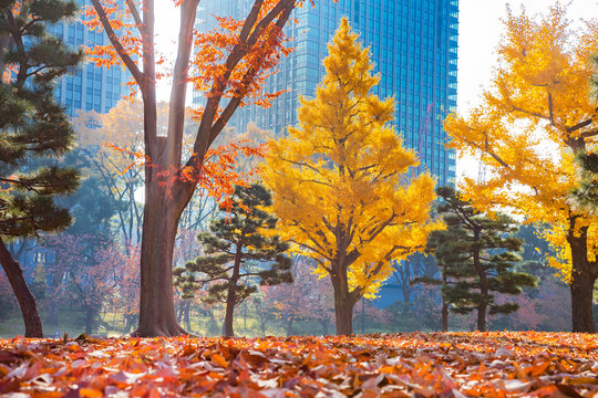 16 158 Best 落葉樹 Images Stock Photos Vectors Adobe Stock