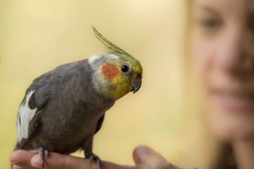 Woman holds parakeet while smiling