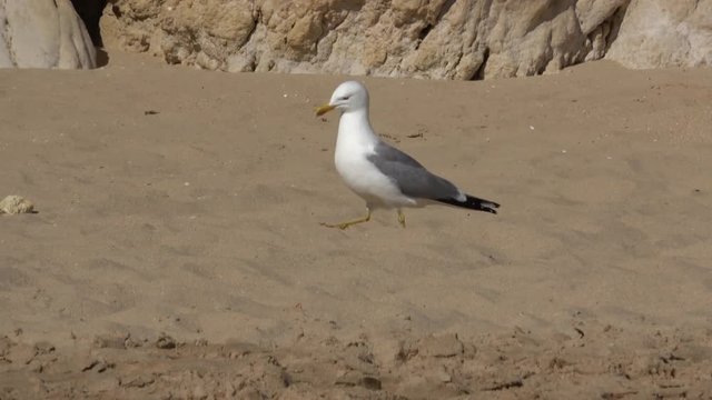 Seagull walking on the beach