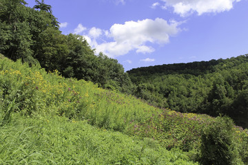 Obraz premium Wildflowers on the banks of the Letchworth gorge with mountains and forest