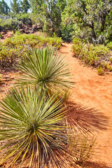 Exploring Arizona Landscapes