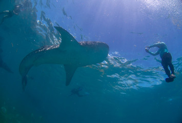 Fototapeta premium Whale shark oslob, cebu, philippines. 