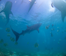 Obraz premium Whale shark oslob, cebu, philippines. 