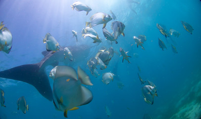Fototapeta na wymiar Whale shark oslob, cebu, philippines. 