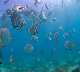 Whale shark oslob, cebu, philippines. 