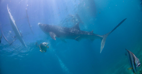 Obraz premium Whale shark oslob, cebu, philippines. 