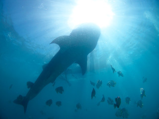 Obraz premium Whale shark oslob, cebu, philippines. 