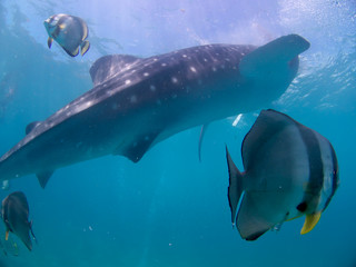 Fototapeta premium Whale shark oslob, cebu, philippines. 