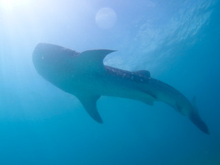 Whale shark oslob, cebu, philippines. 