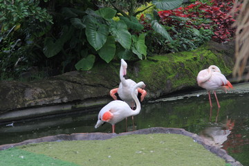 Flamingos looking for food