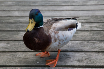 Quack