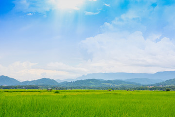A green rice field with mountains stacked and blue sky in the background.