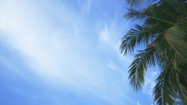 Tropical Palms against Partly Cloudy Sky. UHD 4k video