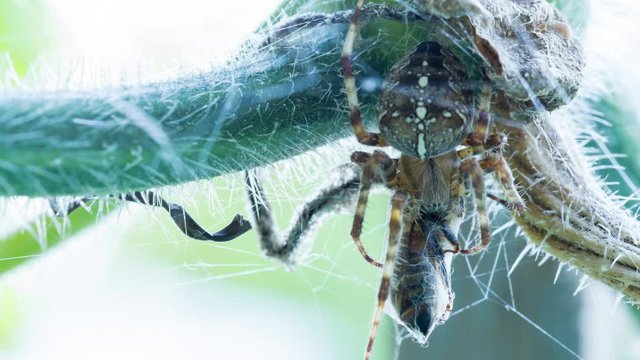 Time lapse of a spider eating a bee at sunset time with sun light shinning on the spider