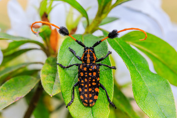 Beetle on the leaf.