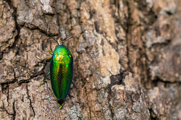 Metallic wood boring beetle (Jewel beetle), on the bark tree.