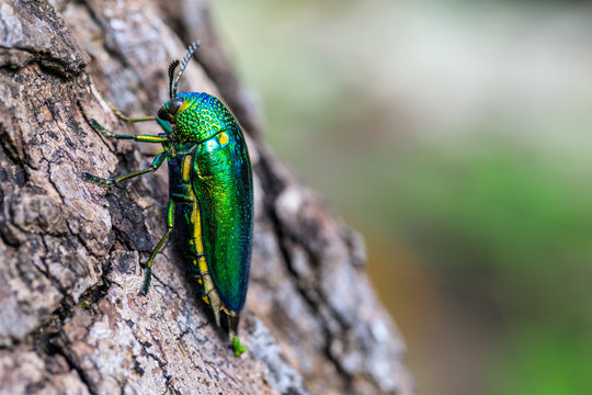 Metallic wood boring beetle (Jewel beetle), on the bark tree.