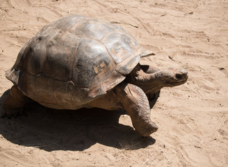 Large tortoise walking through the sand