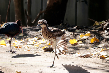 オーストラリアイシチドリ