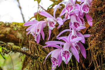 Pleione praecox, rare natural  orchid in high mountain of Thailand.