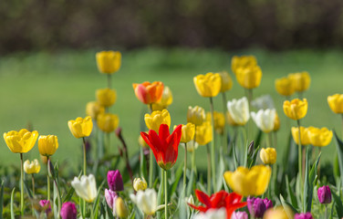 Obraz premium bright blossoming tulips
