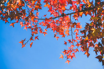 Autumn maple leaves in Thailand