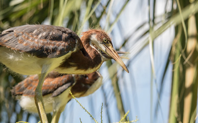 little brown heron juvenile is perched on a branch in  the florida wetlands