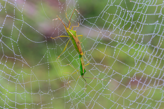 The grasshopper on copweb and dewdrop.