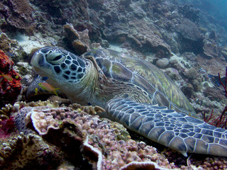 Turtles in Moalboal, Cebu, Philippines