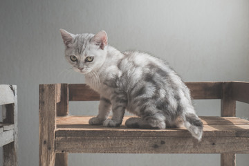 Cute American short hair kitten sitting on old wood shelf under light from a window
