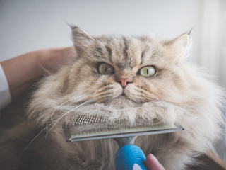 Asian woman using a comb brush the Persian cat