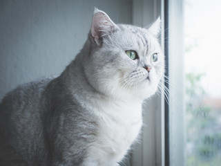 Cute short hair cat looking out through a window,vintage filter