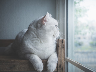 Cute short hair cat looking out through a window,vintage filter