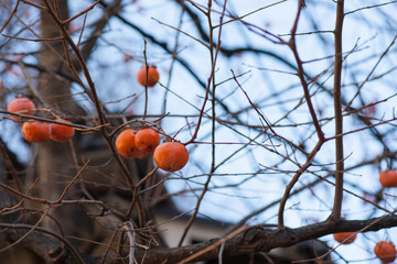 冬の柿