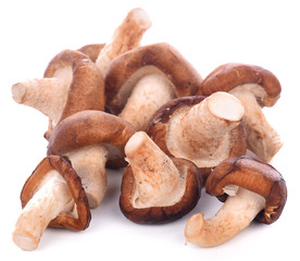 Shiitake mushroom on the White background