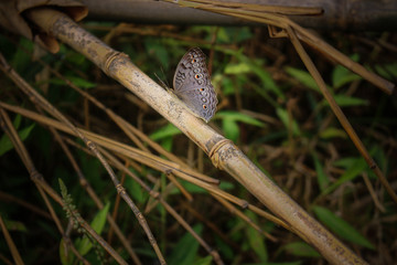 Brown Butterfly Sitting on Bamboo