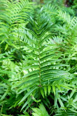 Close-up Fern foliage plant ornamental on bush