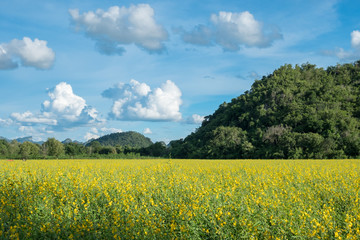 Sunn hemp, Chanvre indien, Crotalaria juncea yellow blossom in field with mountain