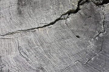 The growth ring of a ancient redwood