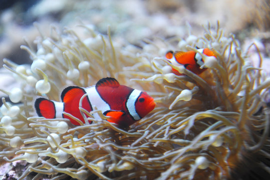 red clownfish in the coral reef
