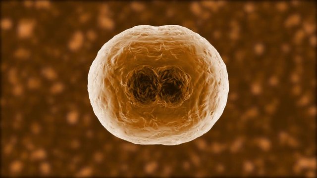 3D rendered Animation of the Mitosis and replication of a generic biological Cell.
