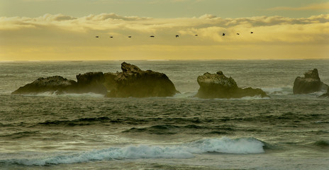 Obraz premium Cmorants in Flight at Face Rock - Banadon, Oregon