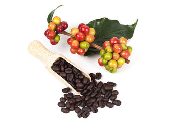 fresh coffee beans and dry coffee beans on white background ,concept food and drink.