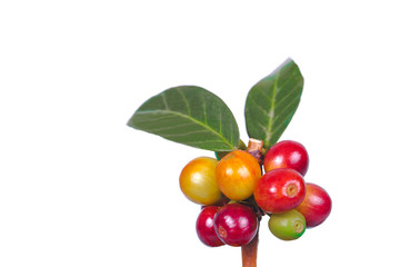 fresh coffee beans  on white background ,concept food and drink.