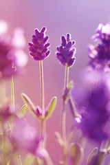 lavender flowers in gently purple tones. Floral natural background. vertical. 