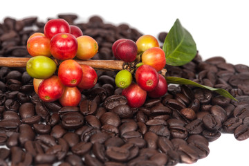 fresh coffee beans on dry coffee beans background