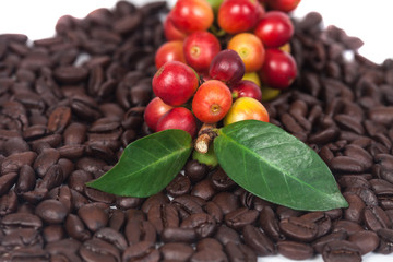 fresh coffee beans on dry coffee beans background