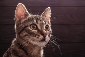 Portrait of a young cat