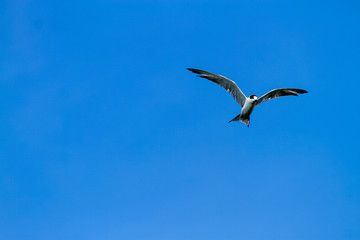 seagulls fly over water.