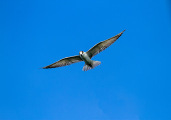 Seagulls fly over water.